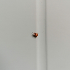 Niptus hololeucus