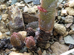 Crassula pyramidalis