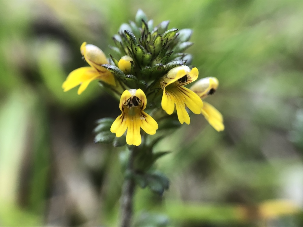 Dwarf eyebright