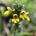 Dwarf Eyebright - Photo (c) Romain Dupraz, some rights reserved (CC BY-NC), uploaded by Romain Dupraz