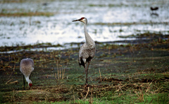 Grus canadensis image