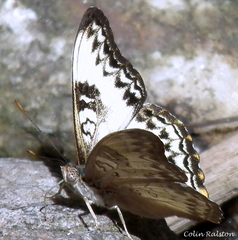 Cymothoe alcimeda alcimeda