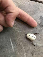 Macropoides crassipes