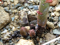 Crassula pyramidalis