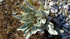 Pentanema verbascifolium