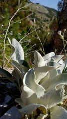 Pentanema verbascifolium