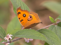 Junonia almana