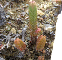 Crassula pyramidalis