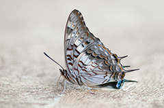 Charaxes achaemenes achaemenes