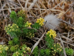 Galium arenarium