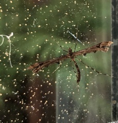 Amblyptilia pica