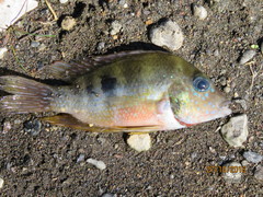 Thorichthys maculipinnis