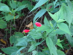 Malvaviscus penduliflorus