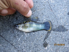 Poecilia mexicana