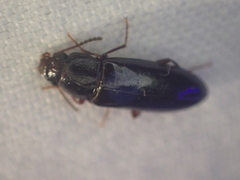 Sphalma quadricollis