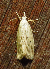 Diatraea lisetta