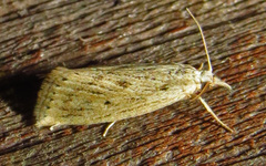 Diatraea lisetta