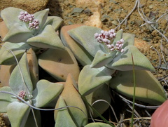 Crassula deltoidea