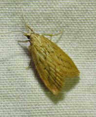 Diatraea lisetta