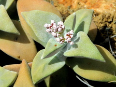 Crassula deltoidea