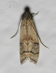 Euzophera vinnulella