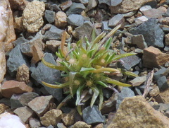 Ifloga glomerata