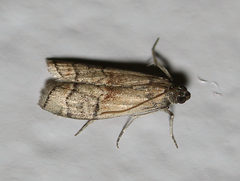 Euzophera vinnulella