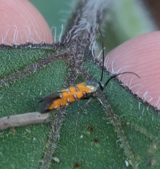 Neoheliodines nyctaginella