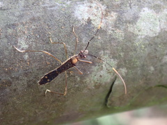 Marcius longirostris