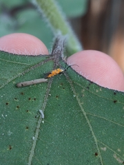 Neoheliodines nyctaginella