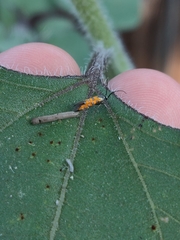 Neoheliodines nyctaginella