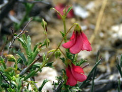 Hermannia grandiflora