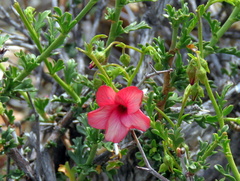 Hermannia grandiflora