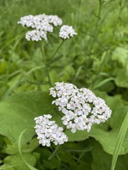 Achillea millefolium