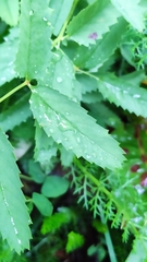 Sanguisorba officinalis
