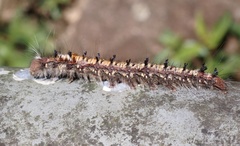 Dendrolimus punctata