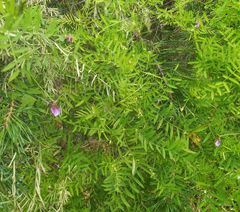 Vicia megalotropis