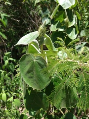 Croton suberosus