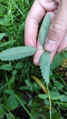 Sanguisorba officinalis
