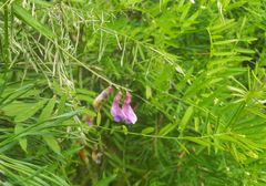 Vicia megalotropis