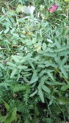 Sanguisorba officinalis