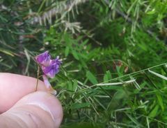 Vicia megalotropis