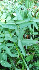 Sanguisorba officinalis