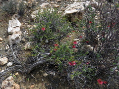 Hermannia grandiflora
