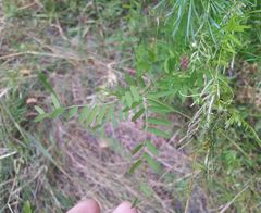 Vicia megalotropis