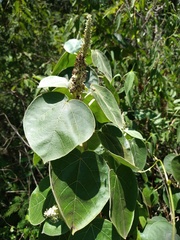 Croton suberosus