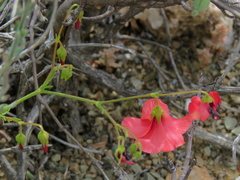 Hermannia grandiflora