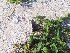 Battus philenor acauda