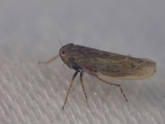 Deltocephalini