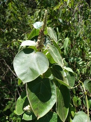 Croton suberosus
